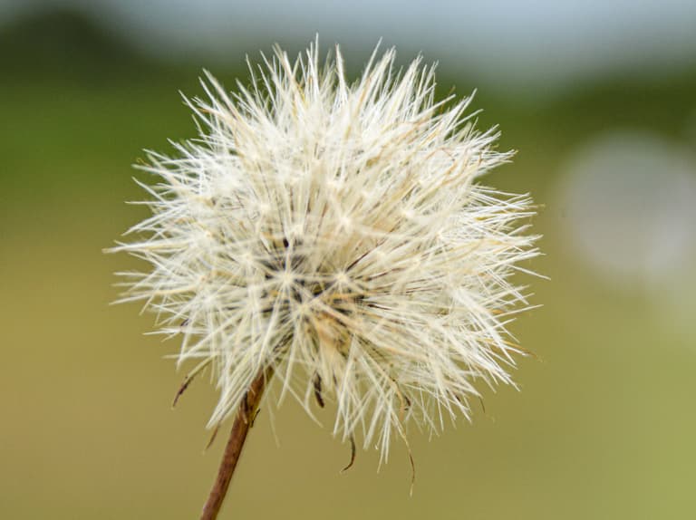 Weed control